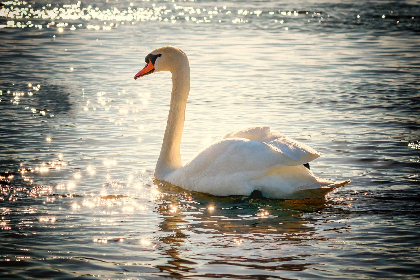A white swan with orange beak and black facemask floats in classic pose in a large pond or lake; sunlight sparkles off the gentle ripples in the water.