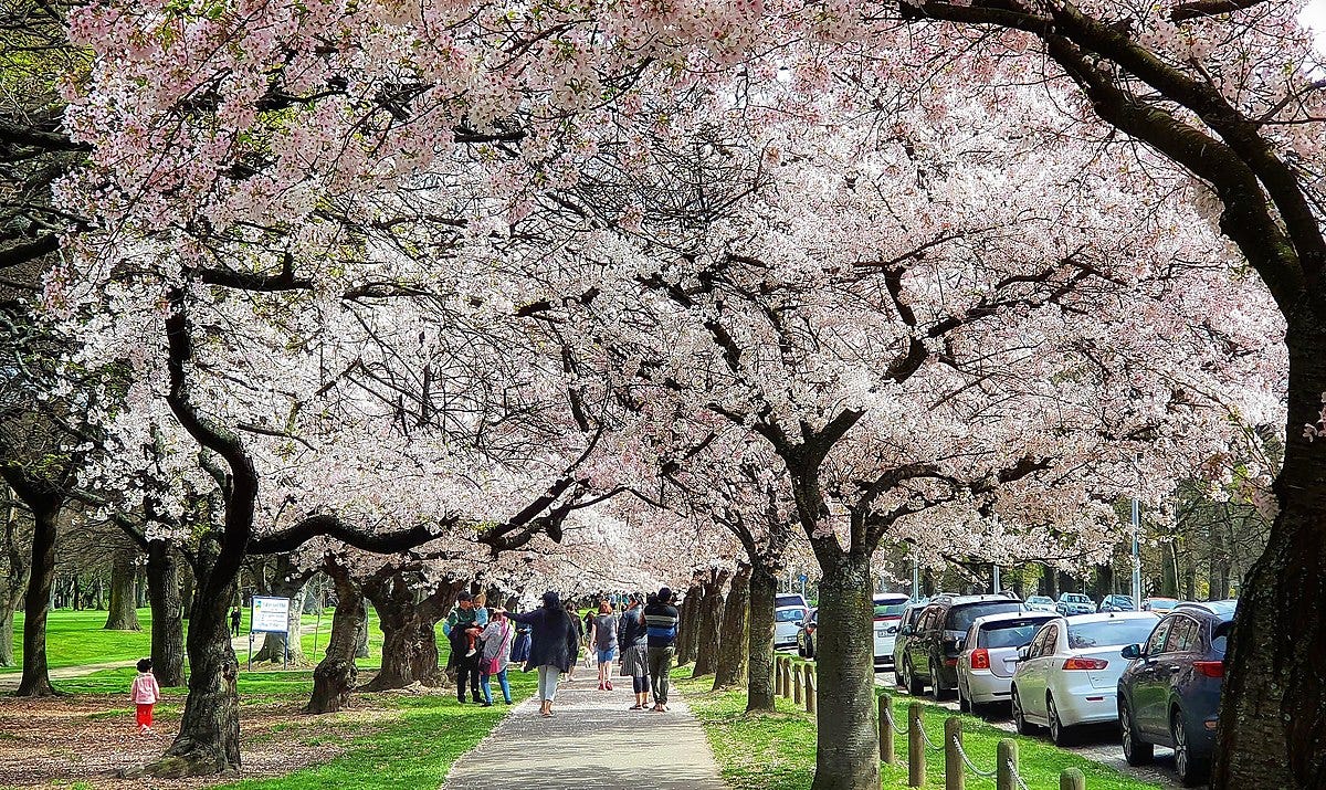 Cherry trees in bloom, on either side of a pathway set into green lawn. The trees are huge and the blossom impressive! On the path, people are walking away from the camera, some pointing and looking at the trees. One parent is holding a child up to get a closer look at the blossom.