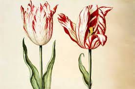 Sahil Bloom on Twitter: "In 1637, the Dutch Republic erupted into a  speculative fever over an unlikely item...the tulip. Tulip Mania has become  a legend synonymous with market euphoria and bubbles. But