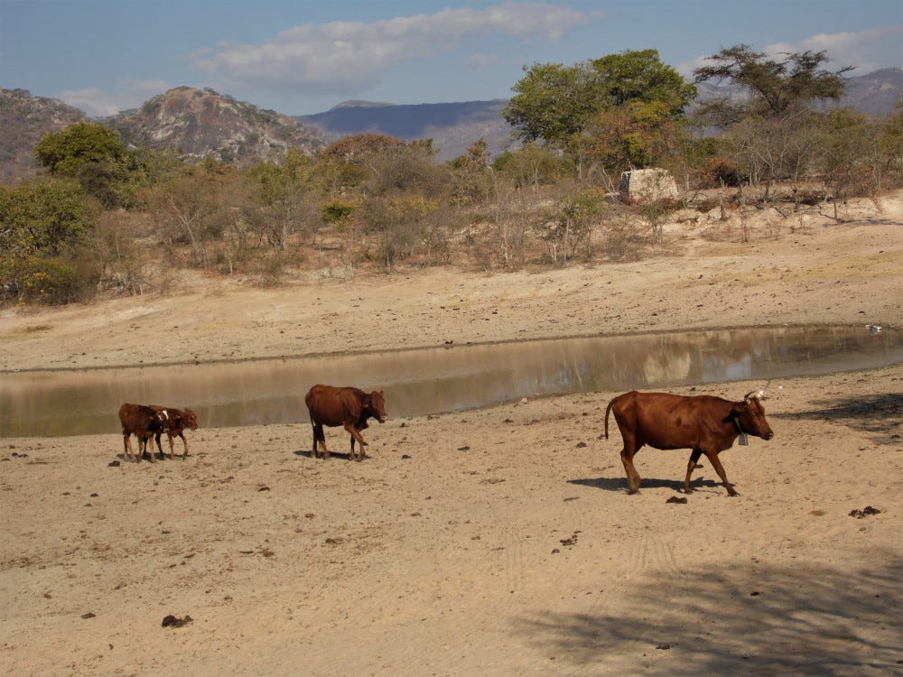 Cattle near a dried-out water body