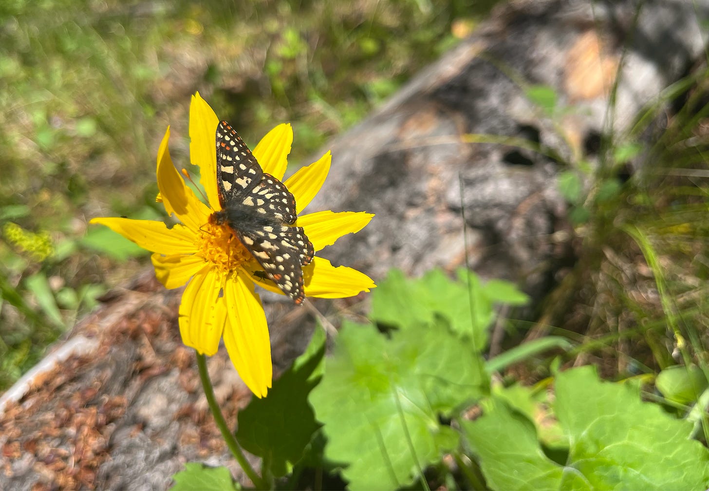 butterfly on yellow arnica flower bloom.