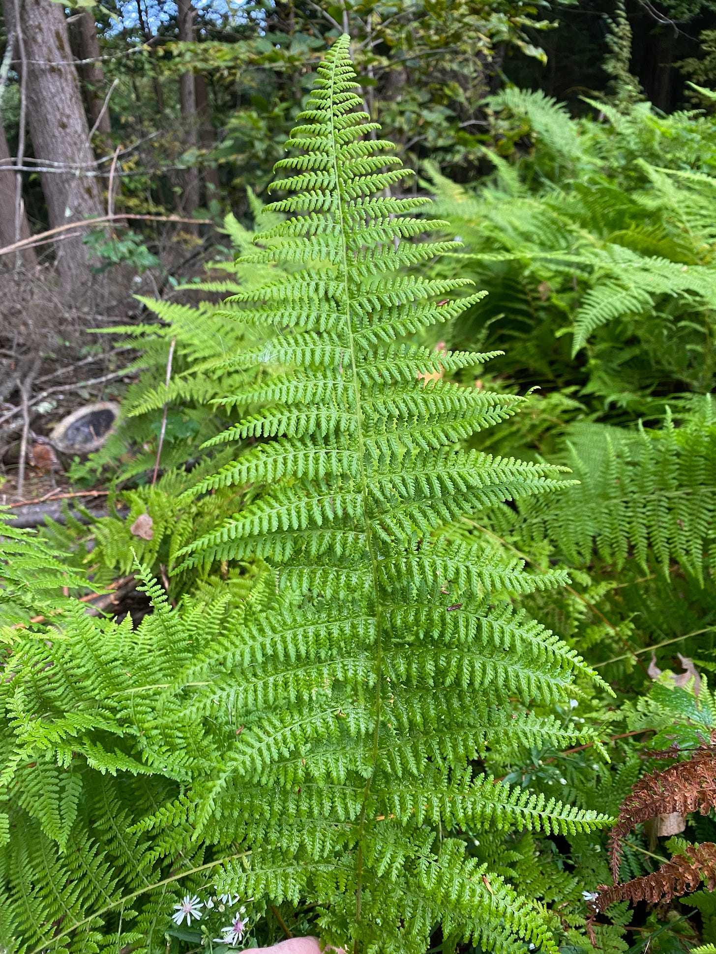 Closeup of a bright green hay-scented fern frond.