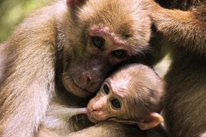 A female Assamese macaque (Macaca assamensis) with her infant at Phu Khieo Wildlife Sanctuary, Thailand. Photo: Thawat Wisate