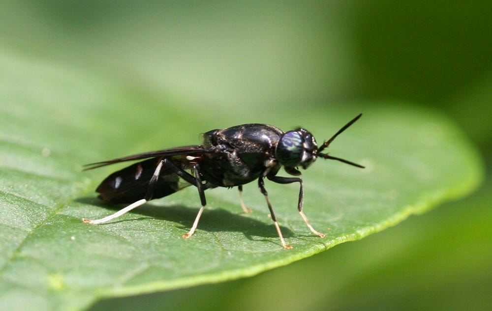 black soldier fly - Hermetia illucens