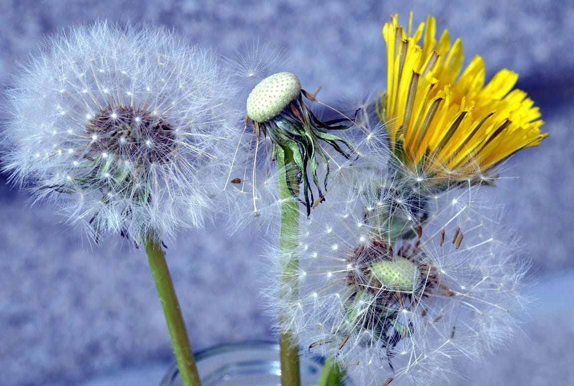 Four dandelions sticking out of a jar, three seeded with one of those mostly missing its seeds and the final one half-bloomed with yellow petals.