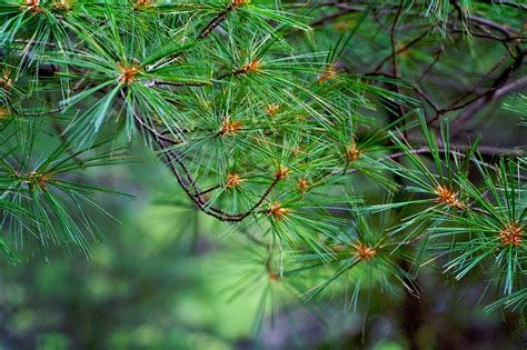 Eastern White Pine, a Top 100 Common Tree in North America