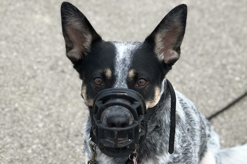 My australian cattle dog, Scout, showing off our muzzle training by wearing her muzzle at the park