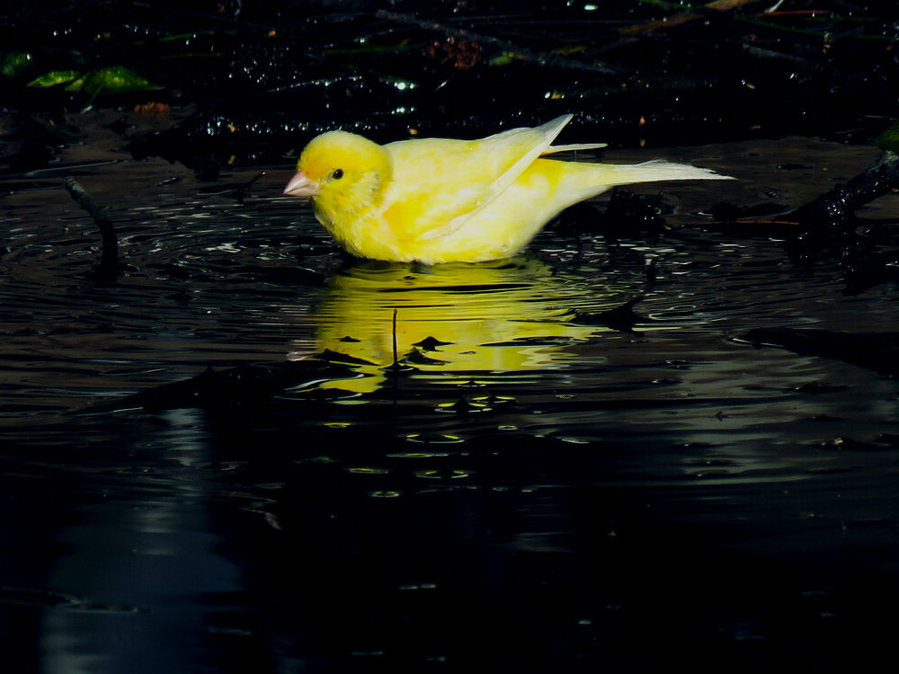 A domestic canary stands at the edge of a pool or lake, submerged up to its breast. Its feathers shade from pale butter at the tail to school-bus yellow at the beak. Not much can be seen of the dark ground behind, and the near-black water reflects the canary’s yellow in ripples.