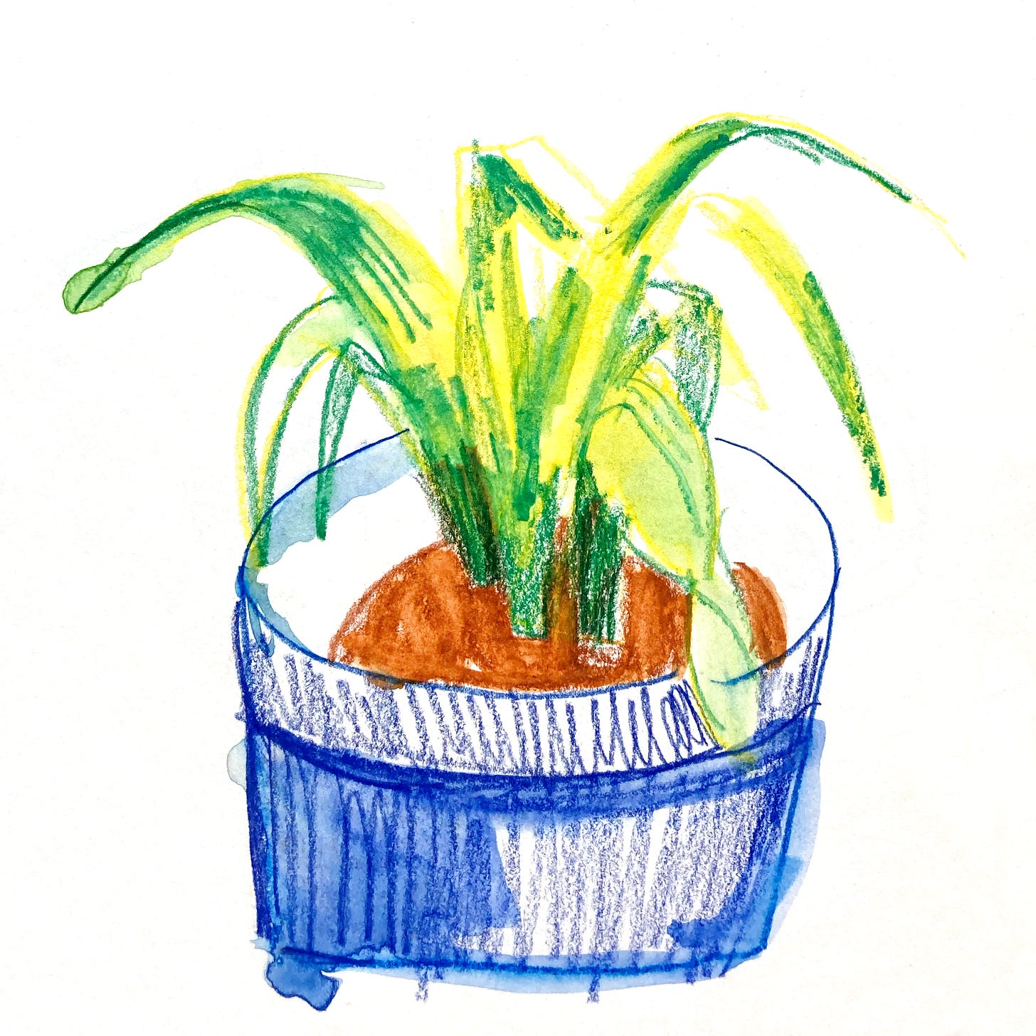 A pencil and watercolour illustration of a snake plant in a small blue ceramic pot 