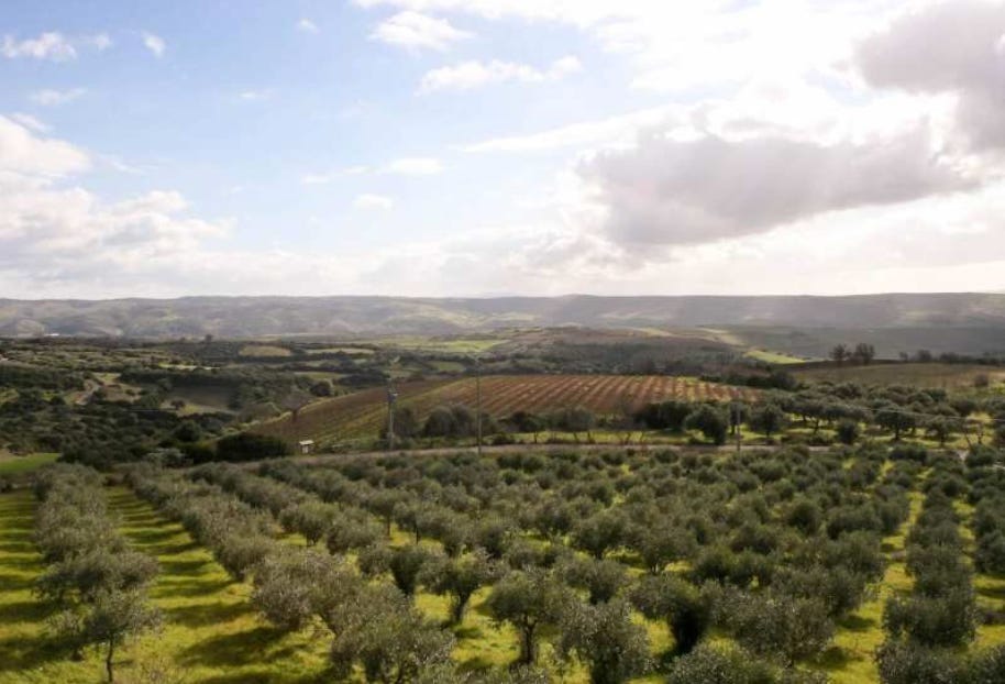 view of olive orchards in Sardinia