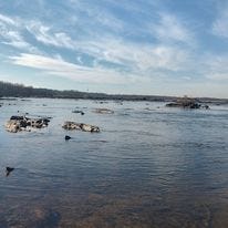 May be an image of elephant seal, sea bird, ocean and beach