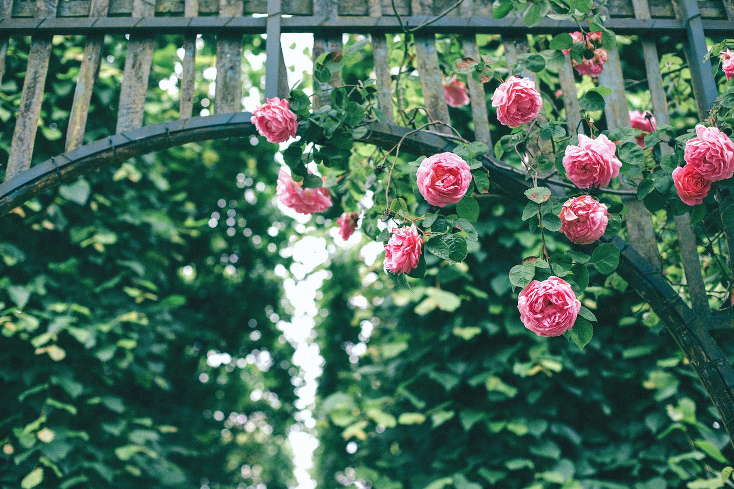 rose fiorite su un arco di legno circondato dal verde