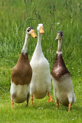india runner ducks