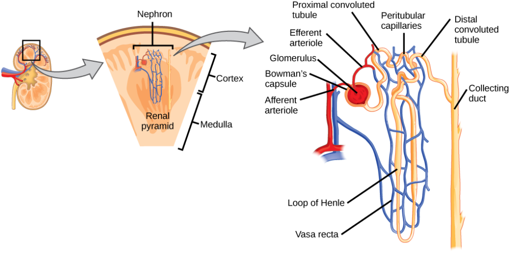 Illustration shows the nephron, a tube-like structure that begins in the kidney cortex. Here, arterioles converge in a bulb-like structure called the glomerulus, which is partly surrounded by a Bowman’s capsule. Afferent arterioles enter the glomerulus, and efferent arterioles leave. The glomerulus empties into the proximal convoluted tubule. A long loop, called the loop of Henle, extends from the proximal convoluted tubule to the inner medulla of the kidney, and then back out to the cortex. There, the loop of Henle joins a distal convoluted tubule. The distal convoluted tubule joins a collecting duct, which travels from the medulla back into the cortex, toward the center of the kidney. Eventually, the contents of the renal pyramid empty into the renal pelvis, and then the ureter.