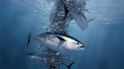 Atlantic bluefin tuna, shown feeding on a school of herring, have been driven into narrower layers of water by oxygen declines.
Atlantic bluefin tuna, shown feeding on a school of herring, have been driven into narrower layers of water by oxygen declines.