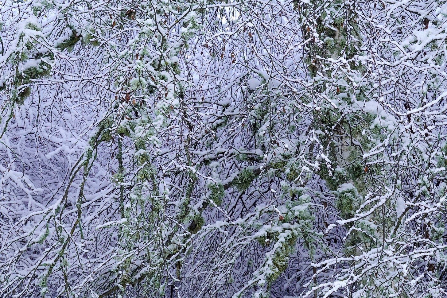 The blue shade of snow is a backdrop to lichen covered branches of birch (Betula pendula) 