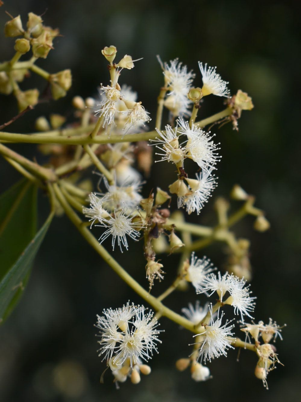 Syzygium smithii [flowers - ATALS - R. Cumming, 2022].jpeg