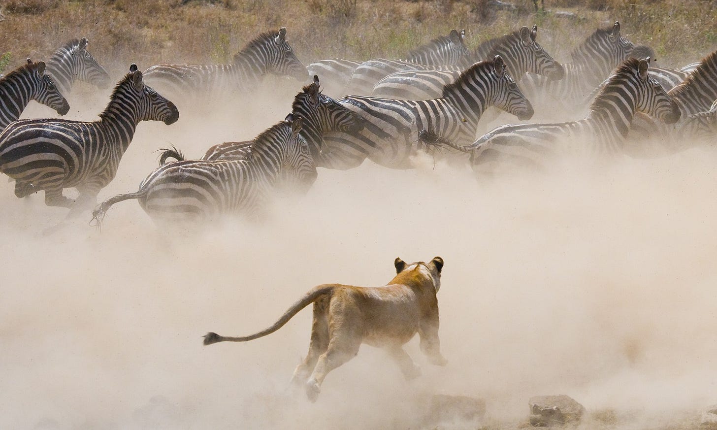 lion running to herd of zebra