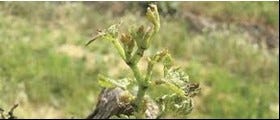 Spring bud mite damage – Not good. 