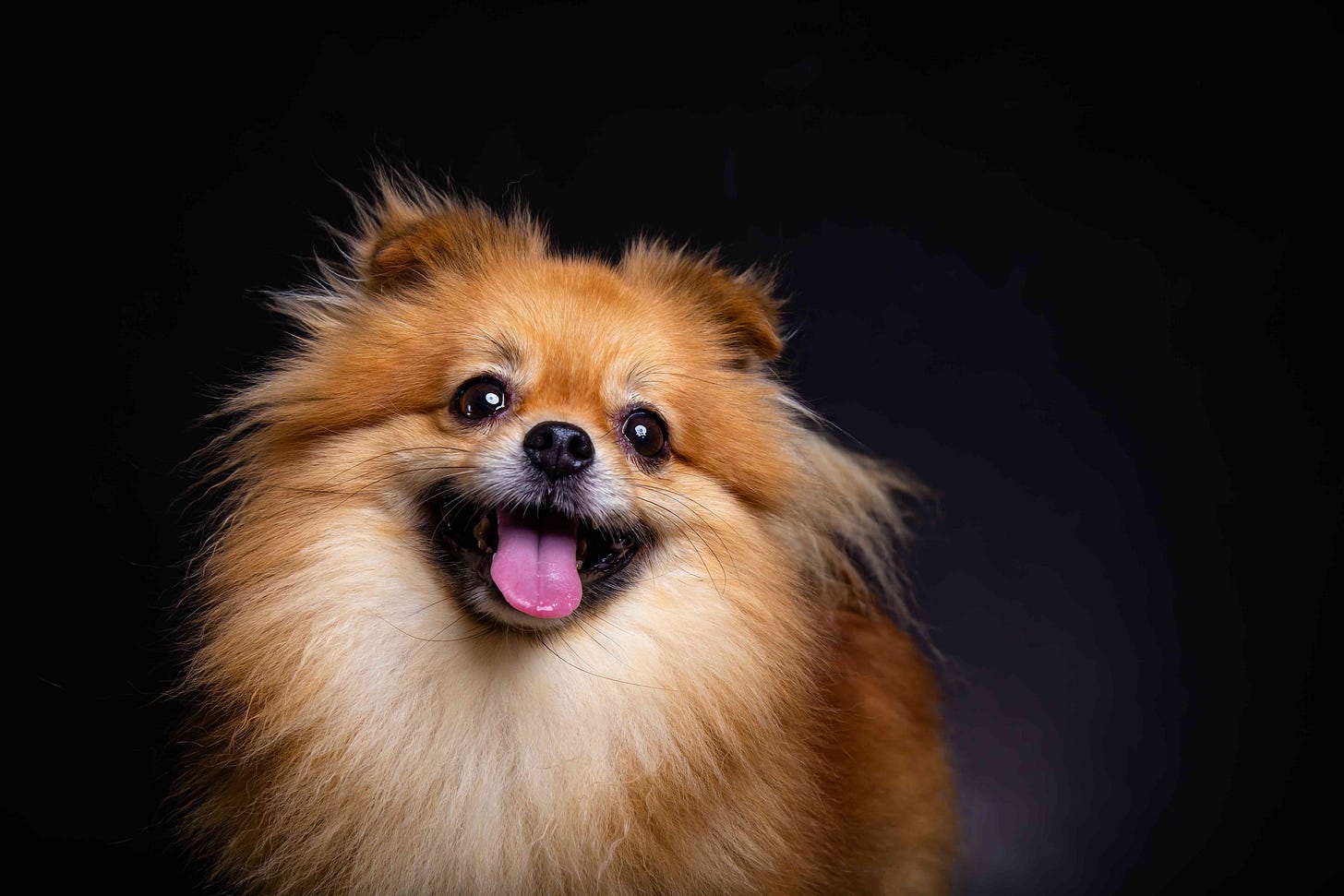 40 Pomeranian Dog Facts That Are Too Adorable - Facts.net