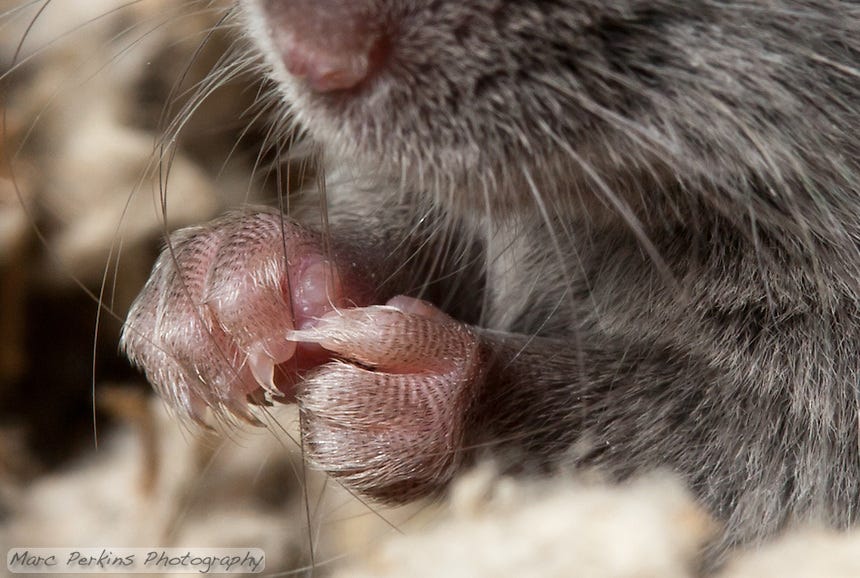 A closeup of a gray male mouse's front paws, in a pose that makes them look especially like human hands.  The claws and fine hairs on the back of the fingers (toes) are easily visible.  It's almost like the mouse is curling his hands up and laughing ("heh heh heh, I'll get you!").