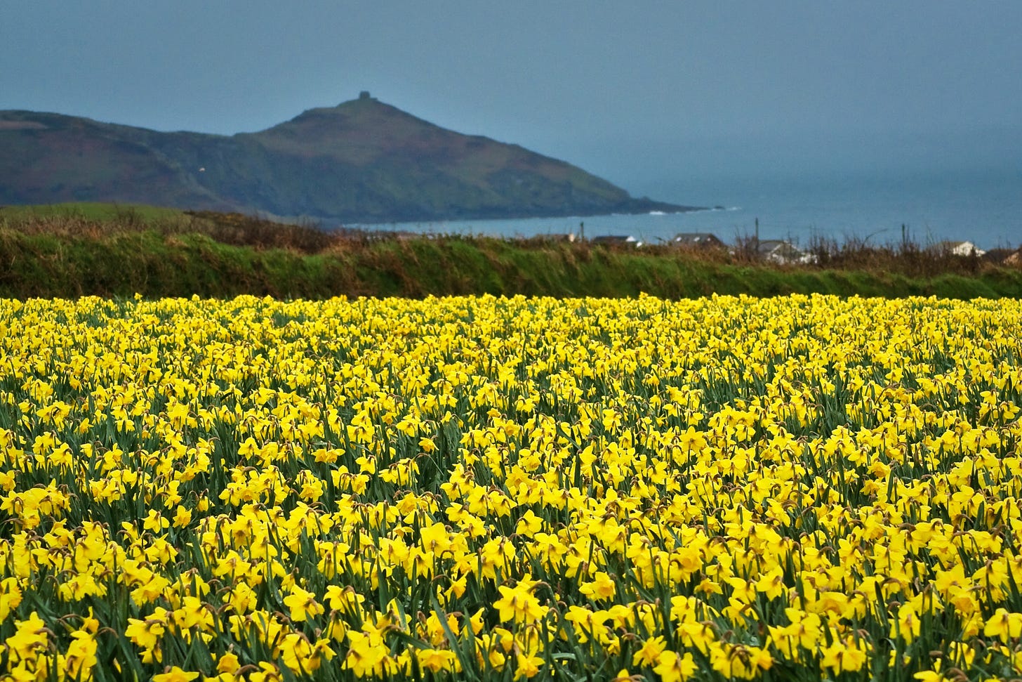 File:Cornwall Daffodils.jpg