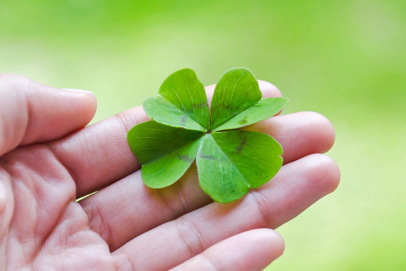 Why Four-Leaf Clovers Are Considered Lucky | Four-Leaf Clover Meaning |  Trusted Since 1922