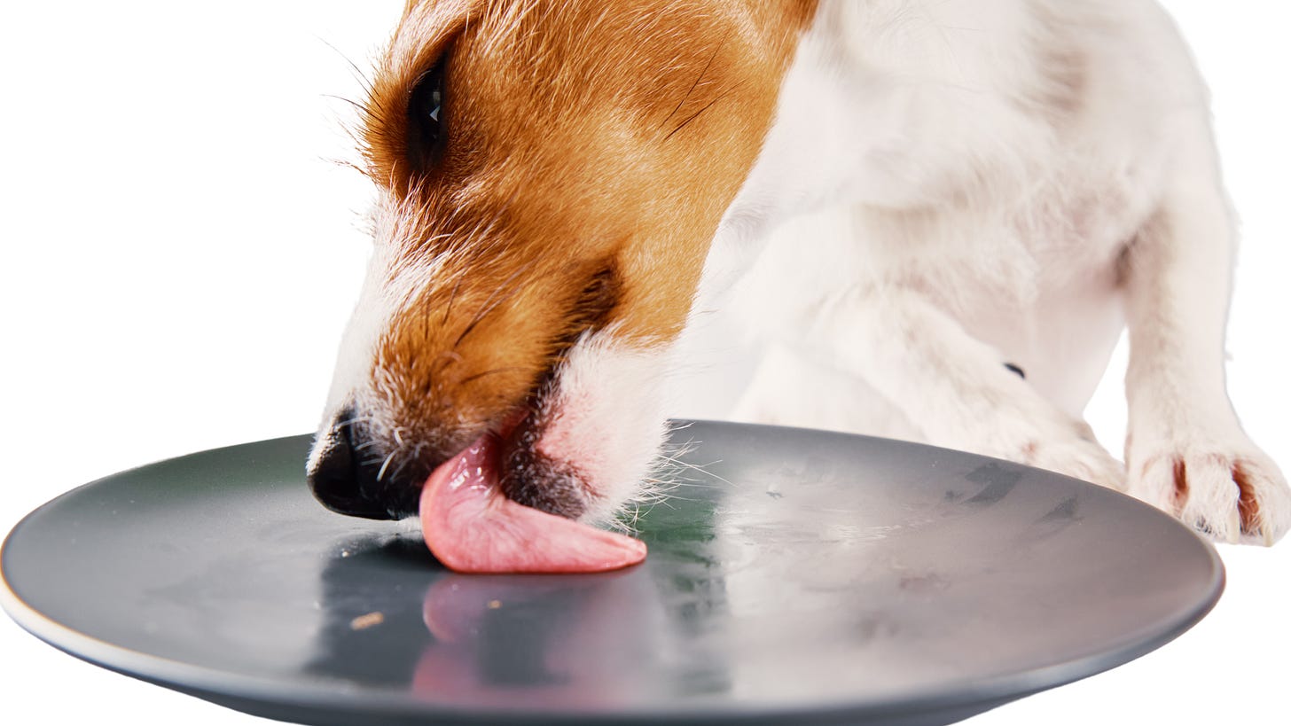 Dog licking a plate