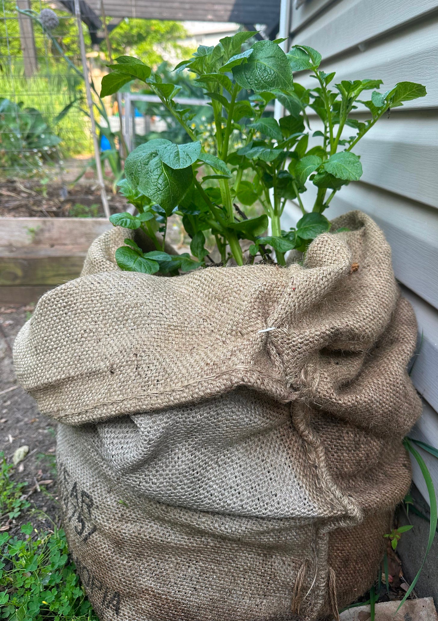 potatoes in burlap