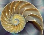 Image result for fibonacci in nature images