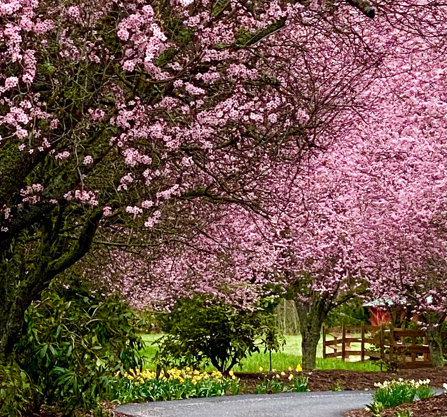 Pink blossoming trees