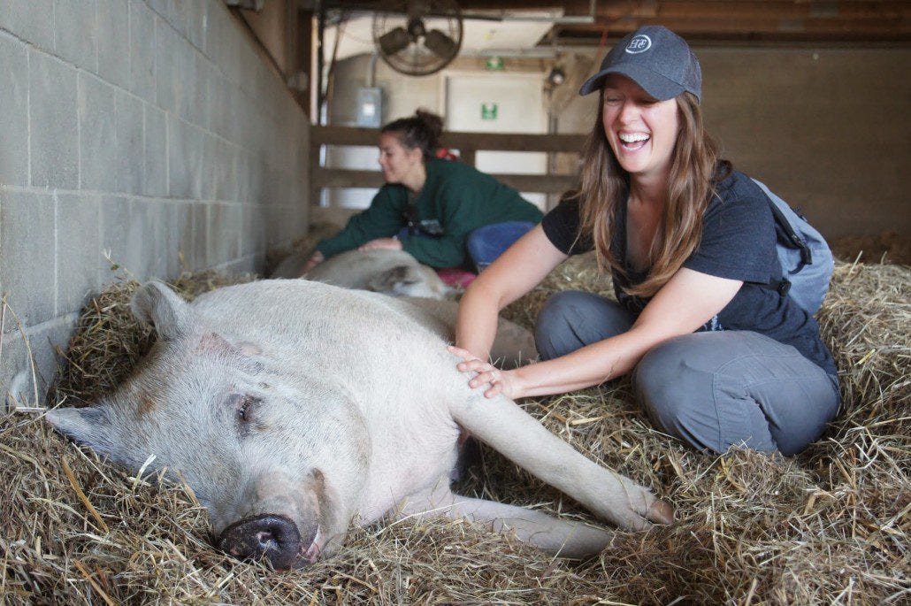 Now THAT is a happy pig.