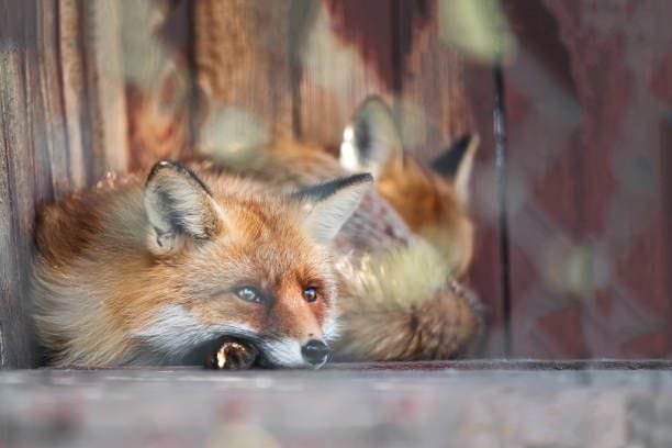 Foxes rest Foxes rest fox in henhouse stock pictures, royalty-free photos & images