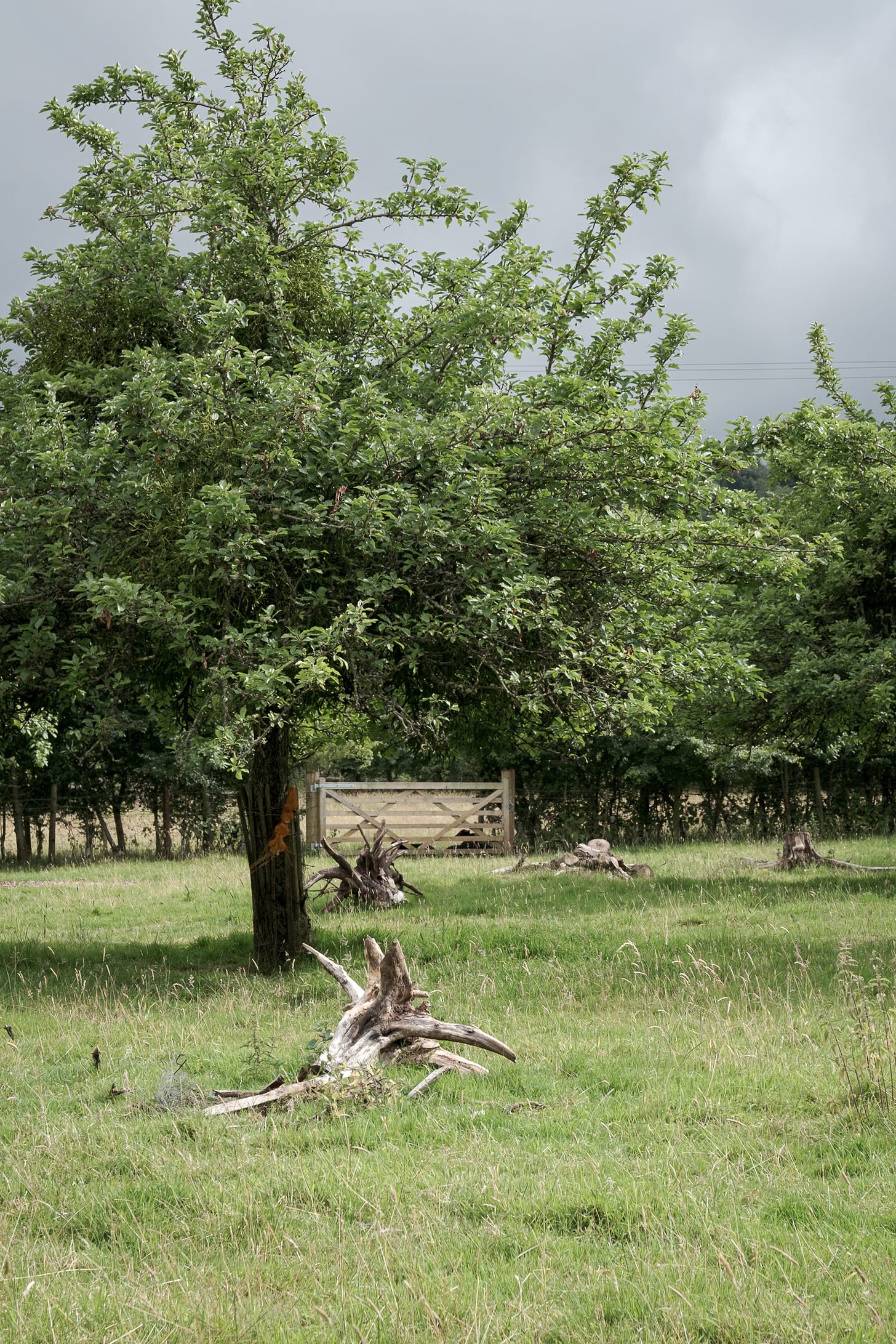 Uprooted old tree roots left to rot in an old apple orchard for wildlife