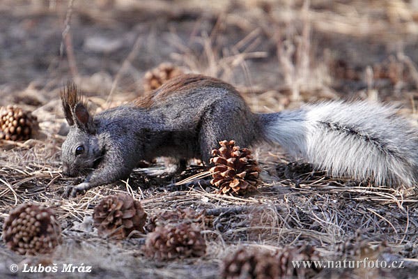 Sciurus aberti kaibabensis Pictures, Kaibab Squirrel Images, Nature  Wildlife Photos | NaturePhoto