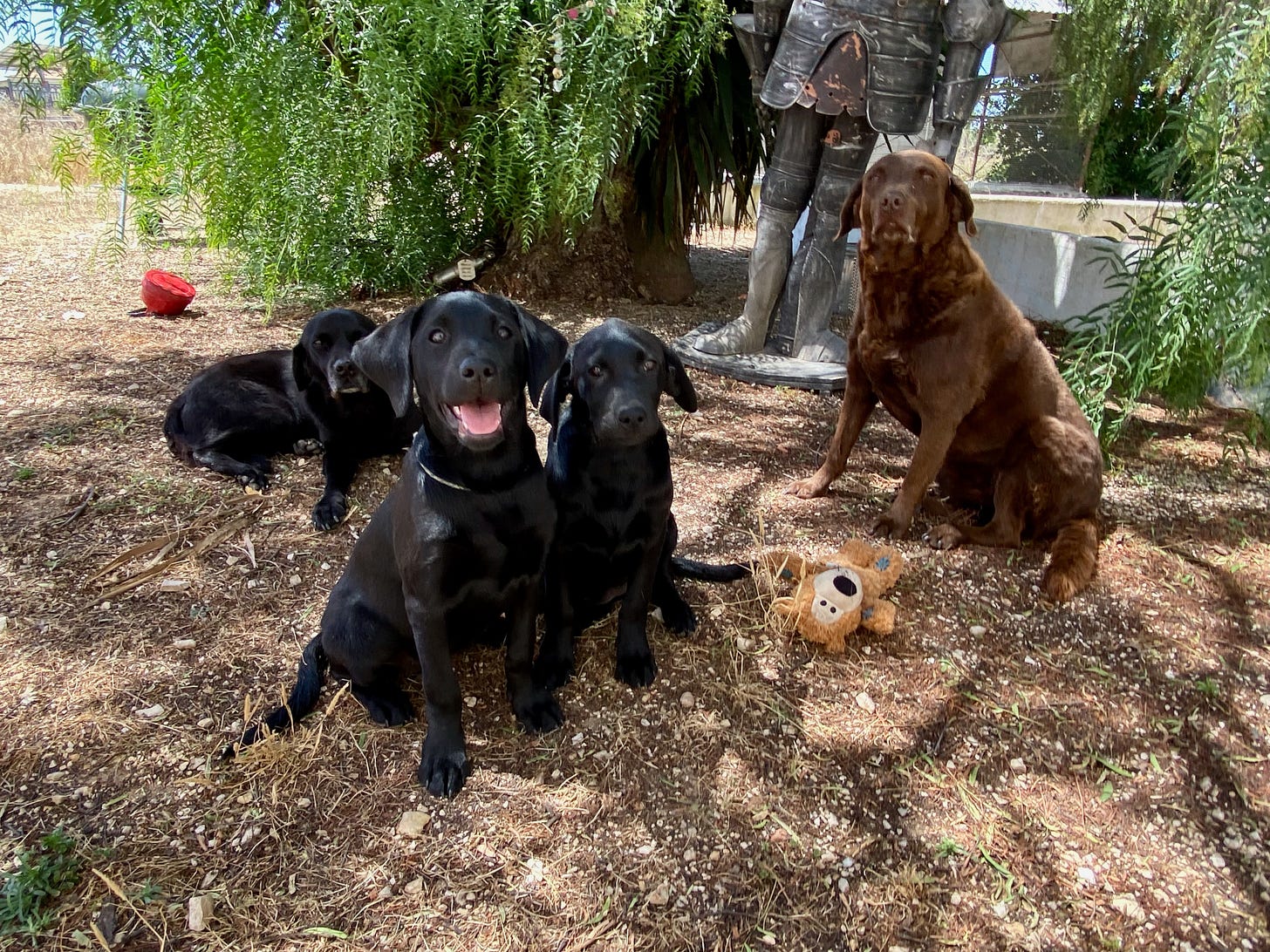 Woofers and squeakers: L-R Hummock, Edith, Françoise and Bob...