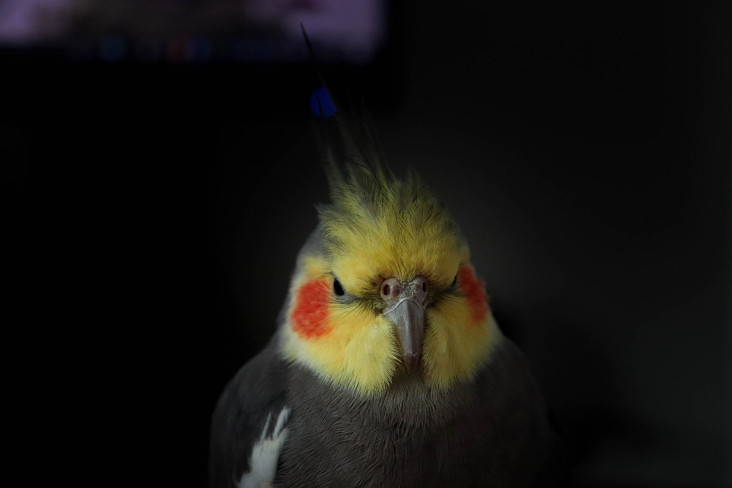 An adorably grumpy looking grey cockatiel with orange cheeks and a yellow face