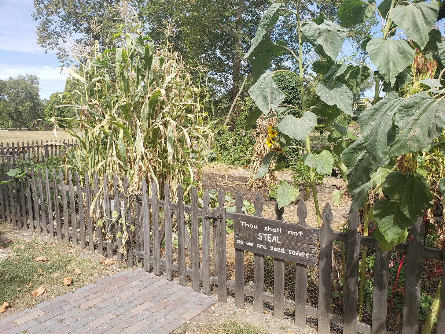 a vegetable garden with a low fence and a sign that says THOU SHALT NOT STEAL AS WE ARE SEED SAVERS