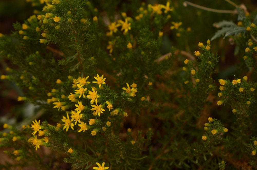 Ericameria laricifolia, close-up view