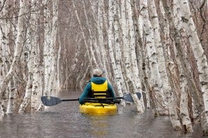 A kayaker navigates through birch trees on the typically walkable Hemlock Road Trail in Great Meadow.
