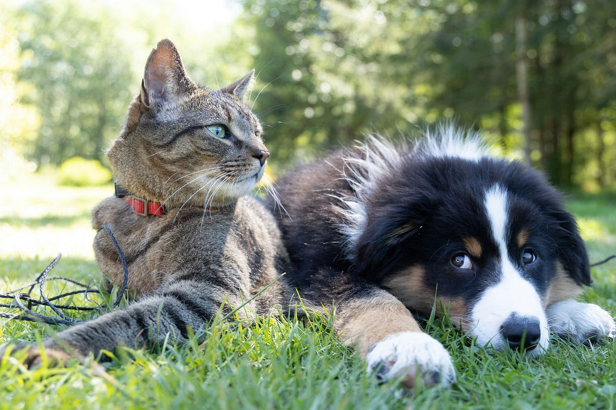 A cat and a dog, side-by-side