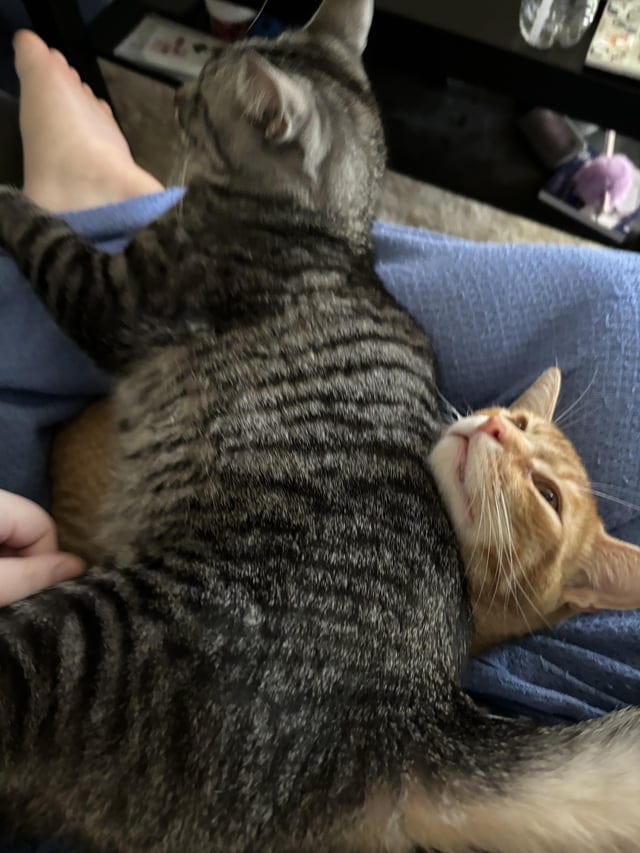 r/cats - I’m really sick from COVID and my boys are competing to comfort me…