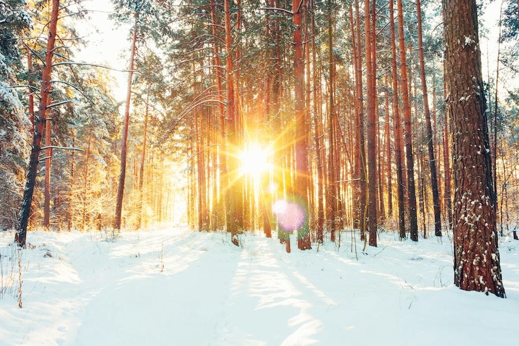 winter solstice woods