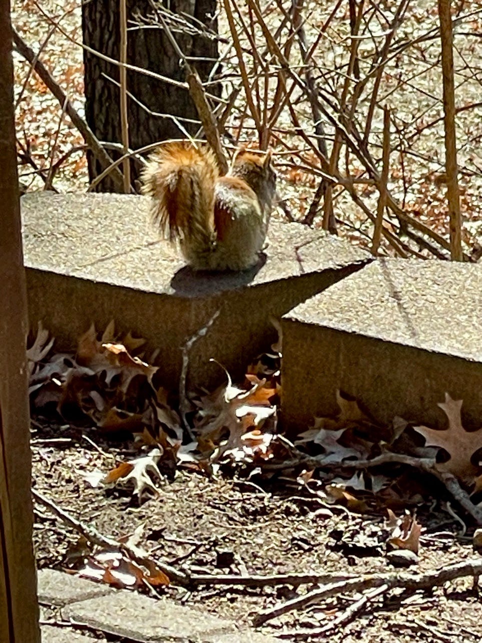 A squirrel on a stone ledge

Description automatically generated