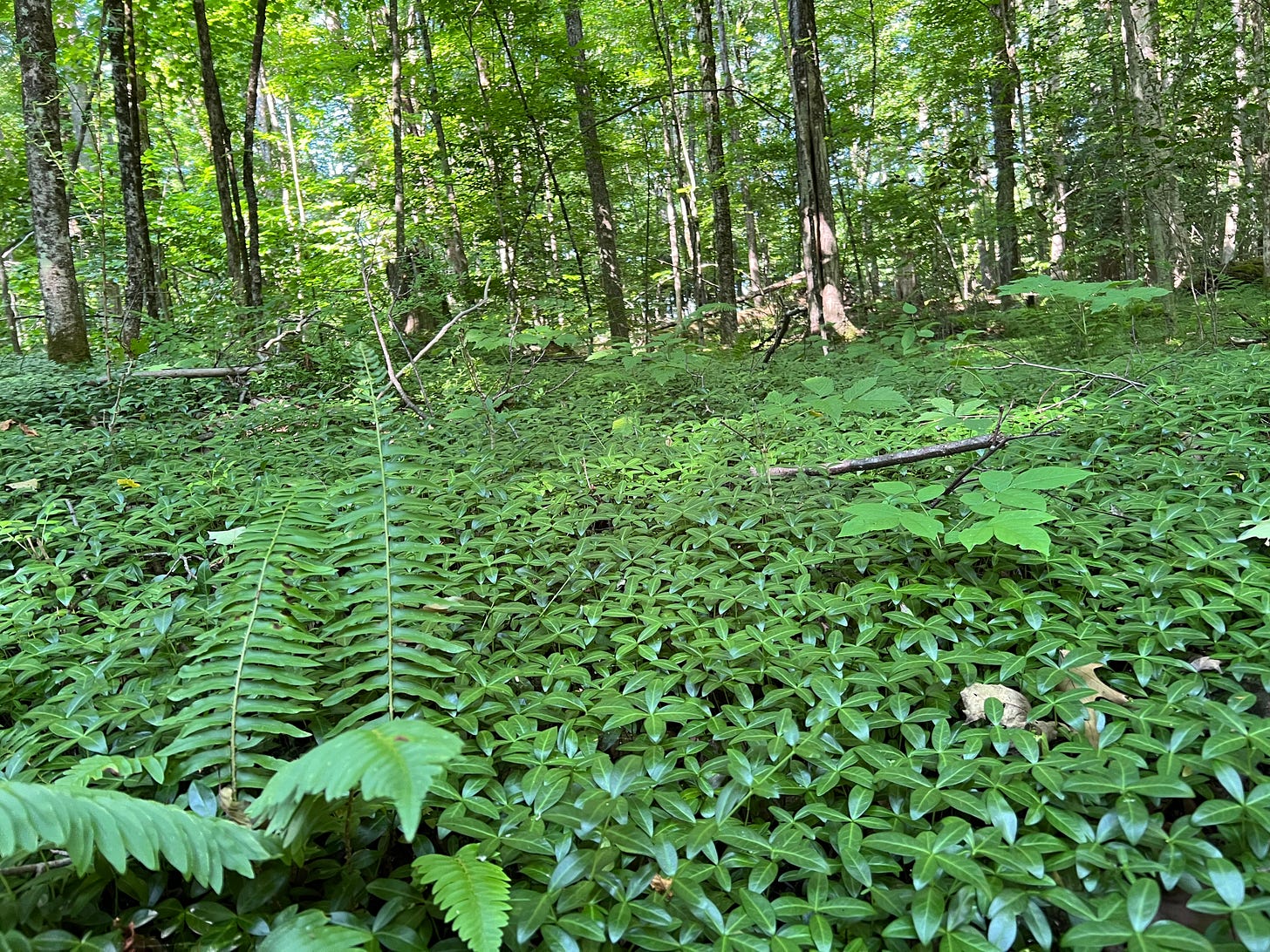 A photo of roadside ferns and trees.