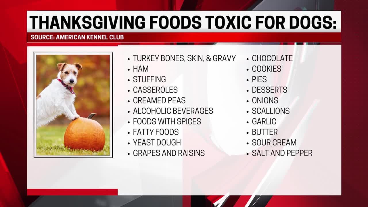 Don't poison your pet: Thanksgiving foods toxic to feed dogs