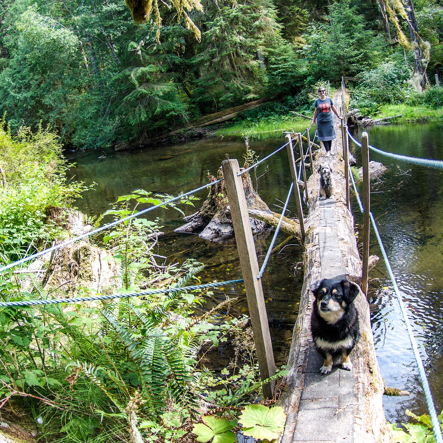 ATanis MacDonald with two dogs stand on a narrow bridge made of a tree trunk while a river flows beneath them.