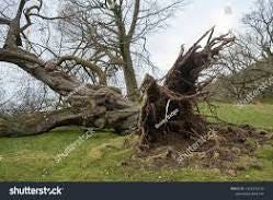 10,321 Uprooted Tree Images, Stock Photos & Vectors ...