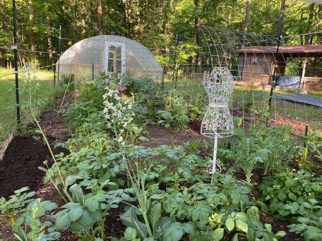 a garden full of green plants with a high tunnel in the background