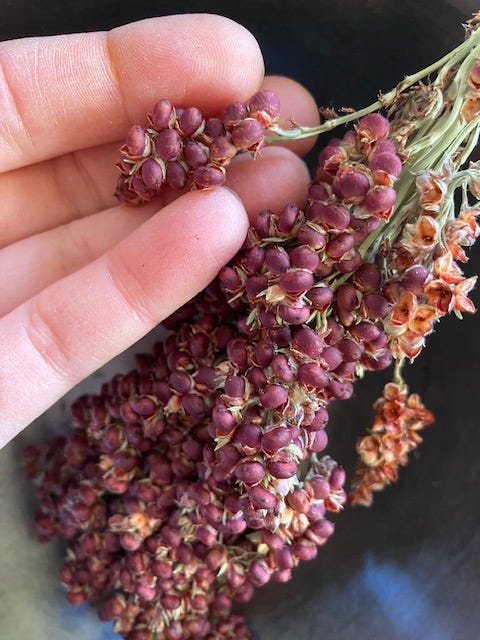 hand holding cluster of ripe coral sorghum